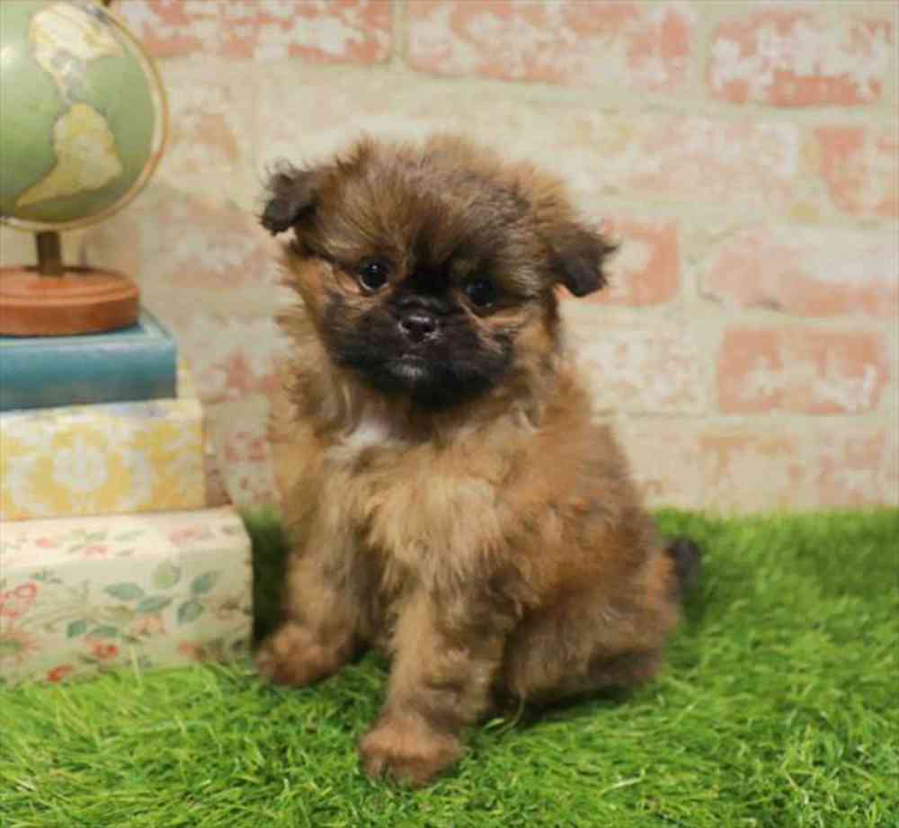 carousel pet images