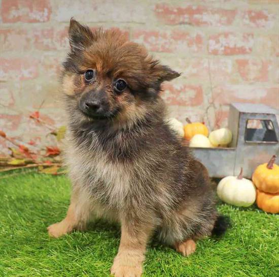 Pomeranian