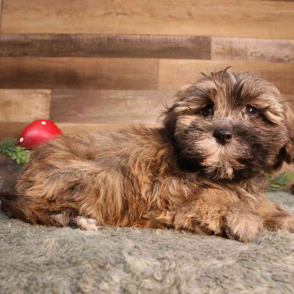 Male Shipoo Puppy for Sale in Blaine, MN