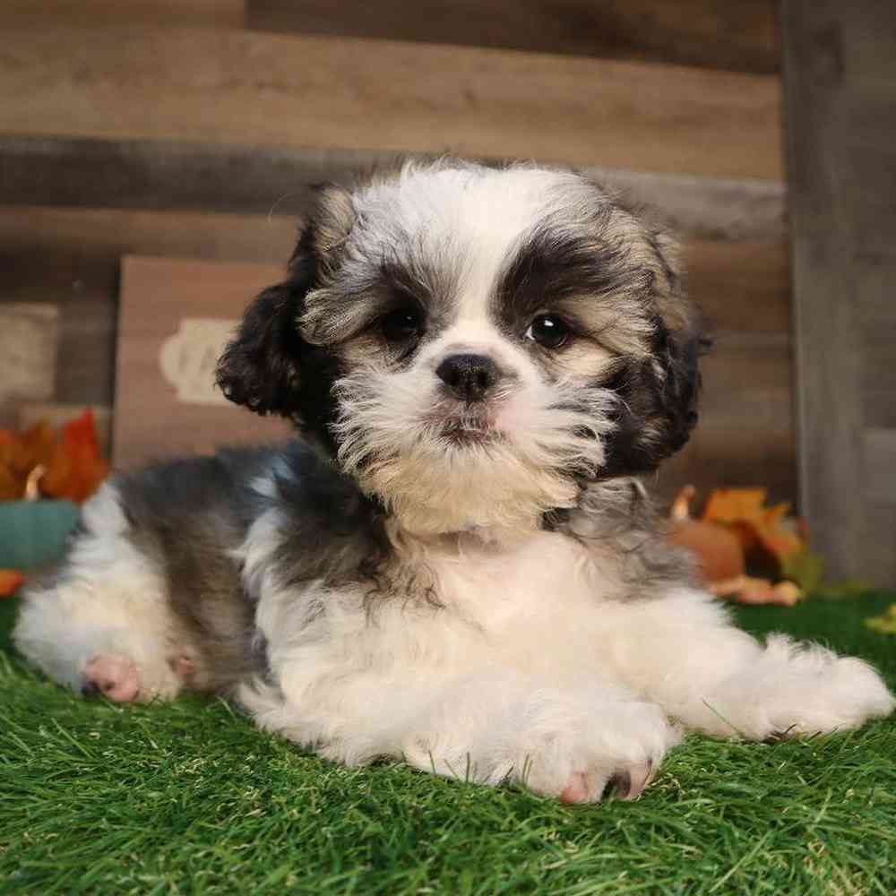 carousel pet images