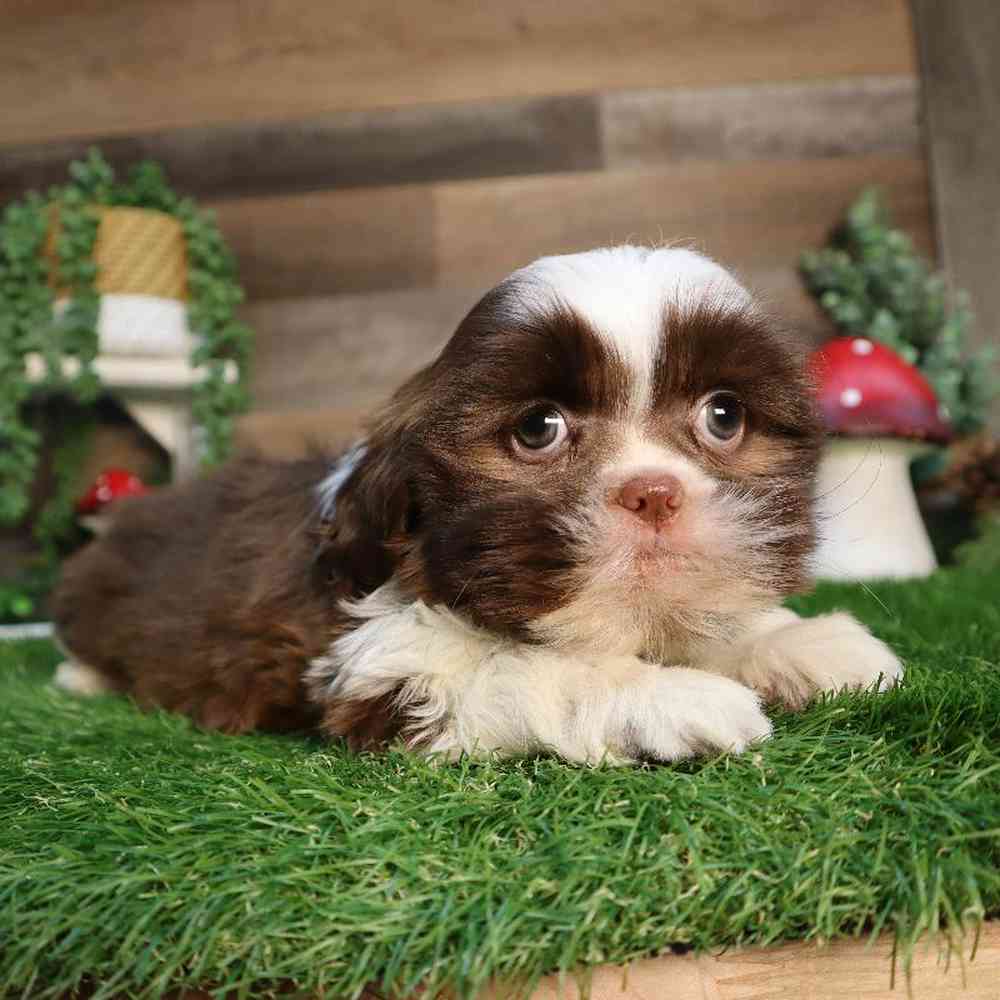 carousel pet images