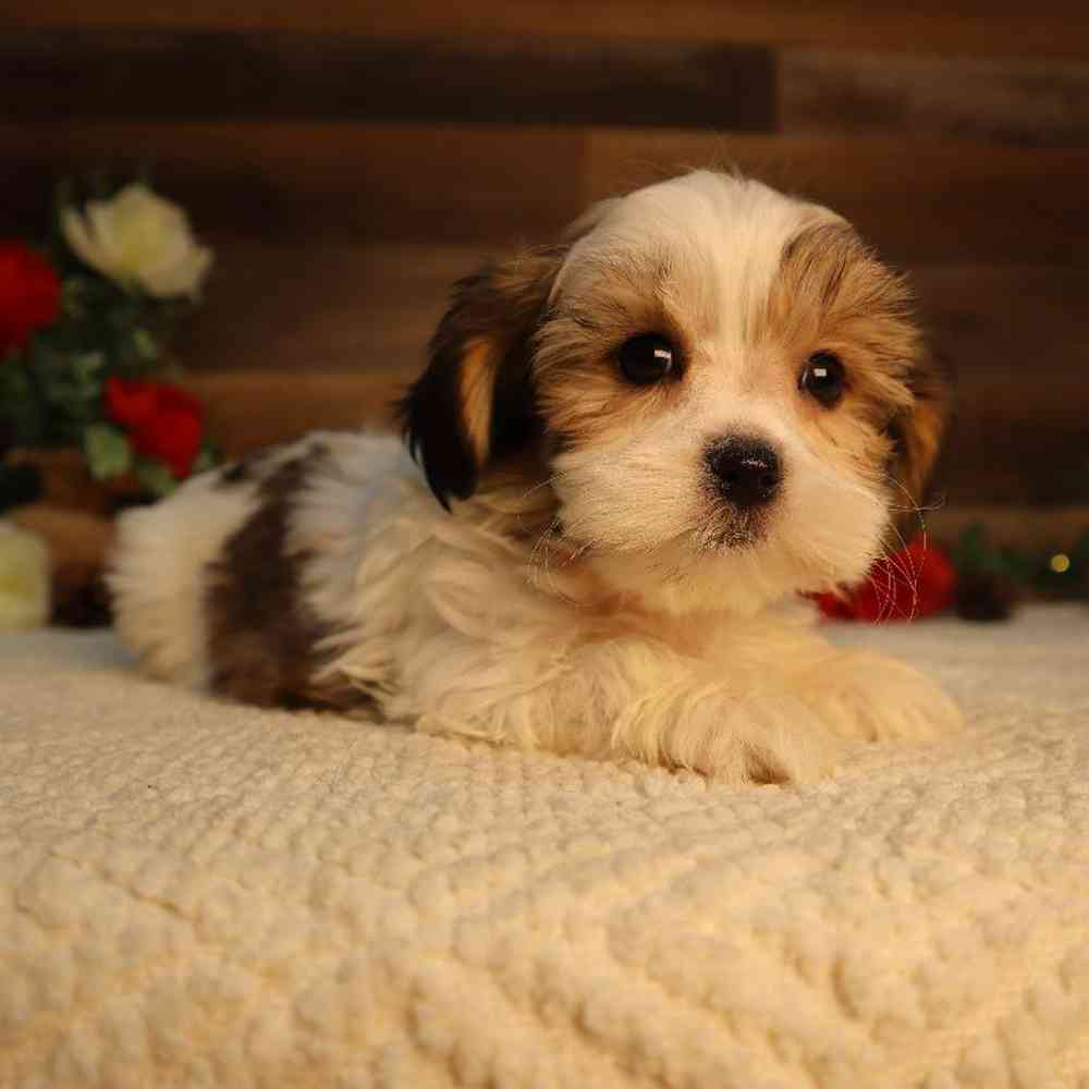 Male Shorkie Puppy for Sale in Blaine, MN