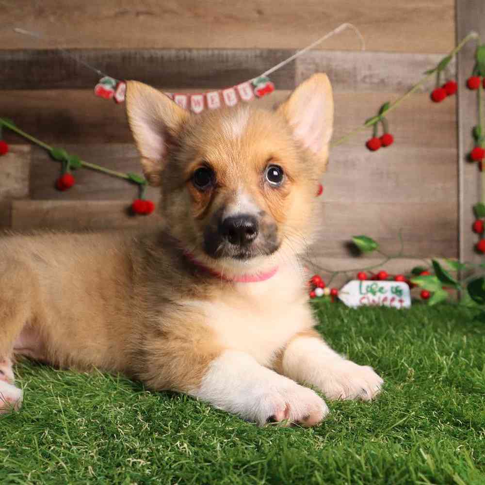 Female Pembroke Welsh Corgi Puppy for Sale in Blaine, MN