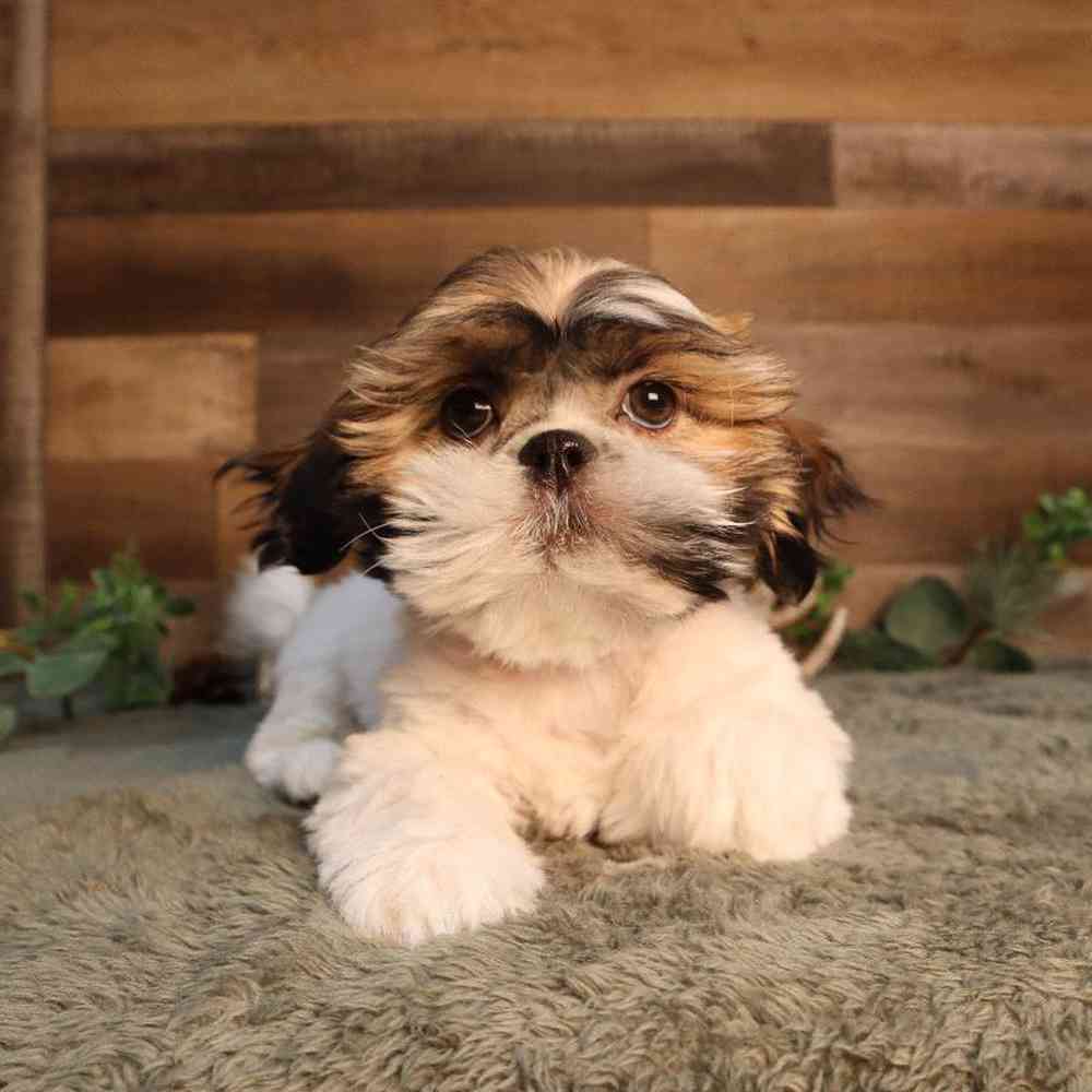 Image of a pet breed in the gallery