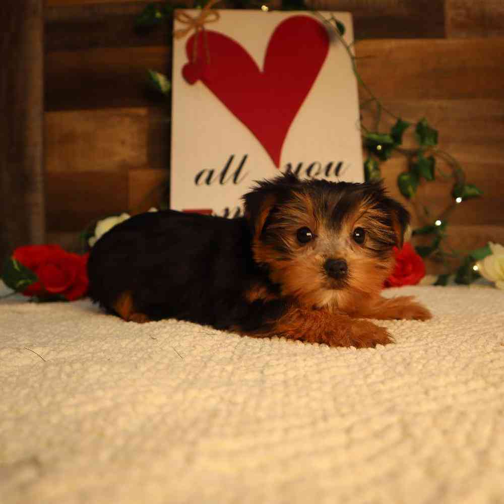 Female Yorkshire Terrier Puppy for Sale in Blaine, MN