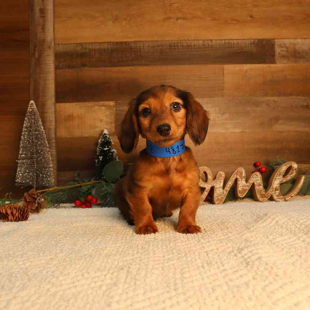 Image of a pet breed in the gallery