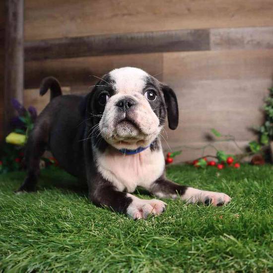 Pugsley