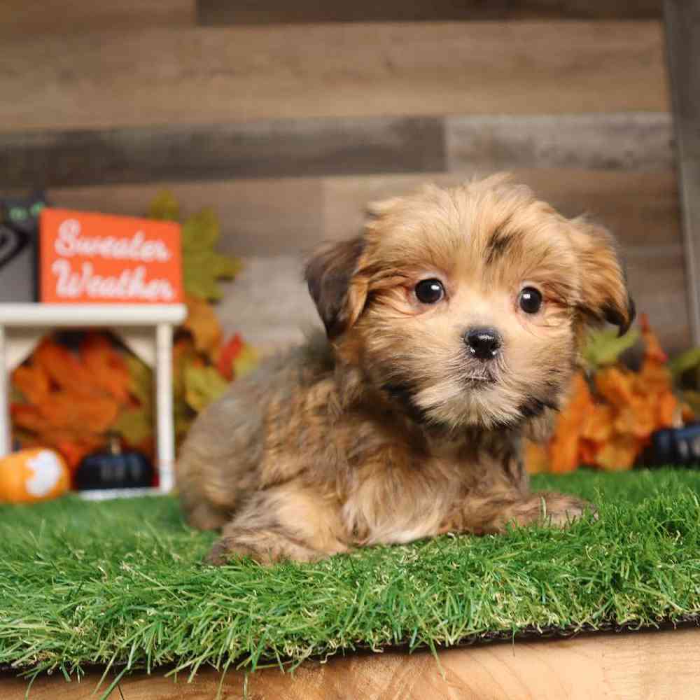 Female Shorkie Puppy for Sale in Blaine, MN