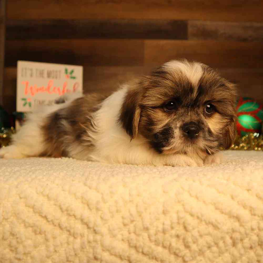 Male Shih Tzu Puppy for Sale in Blaine, MN