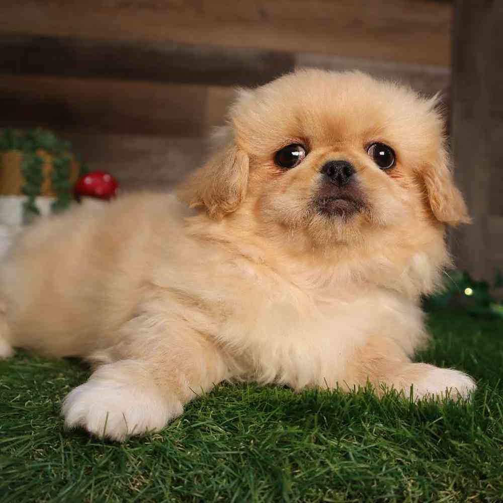 carousel pet images
