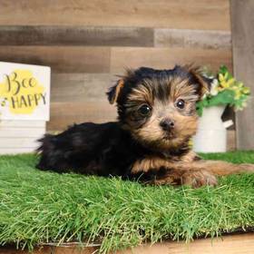 Yorkshire Terrier