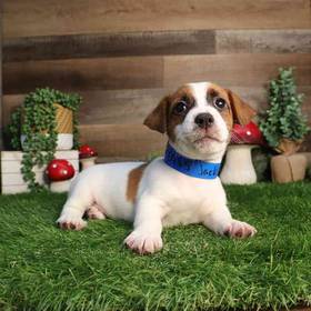 Jack Russell Terrier