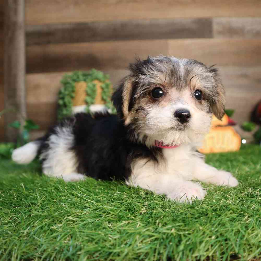 Female Morkie Puppy for Sale in Blaine, MN