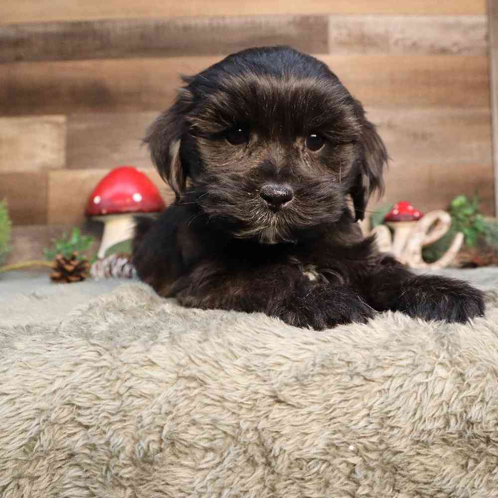 Female Shipoo Puppy for Sale in Blaine, MN