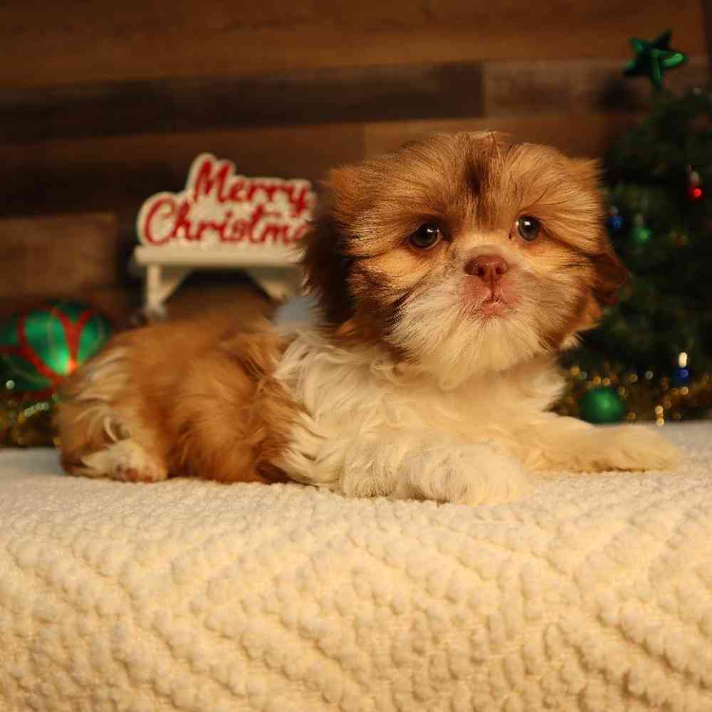 Female Shih Tzu Puppy for Sale in Blaine, MN