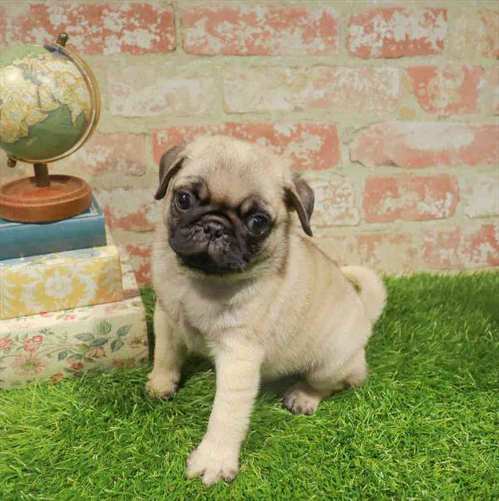 carousel pet images
