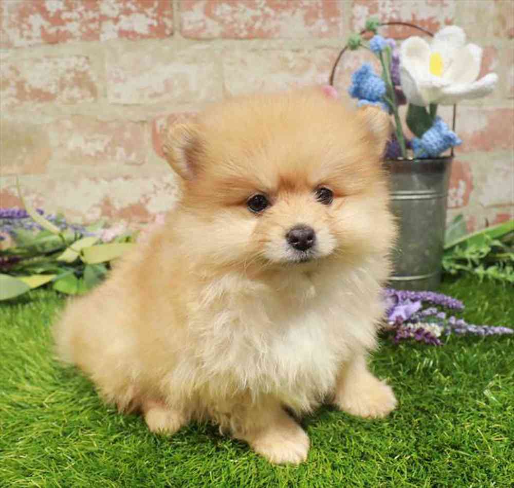carousel pet images