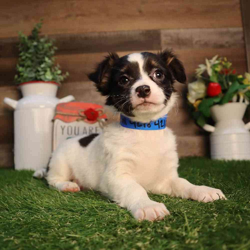 Male Chihuahua Puppy for Sale in Blaine, MN