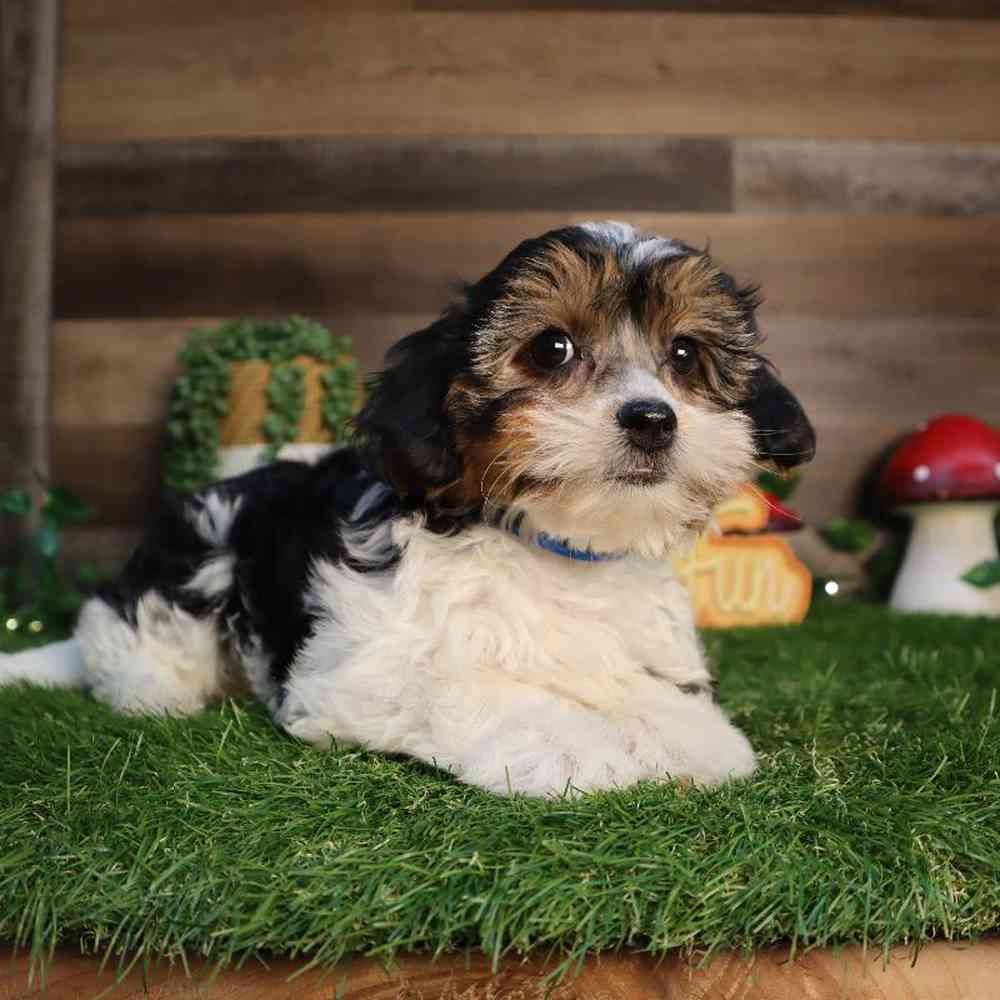 carousel pet images