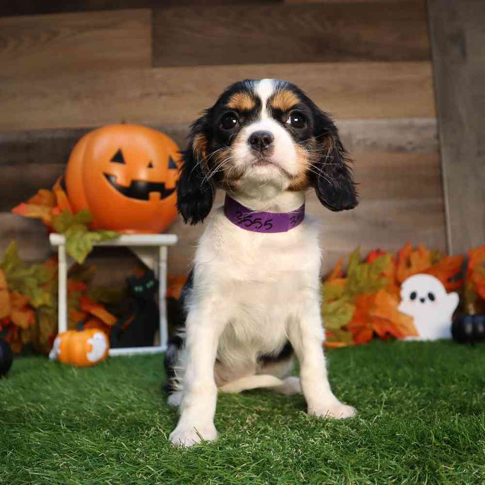 Female Cavalier King Charles Spaniel Puppy for Sale in Blaine, MN