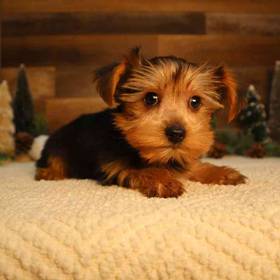 Yorkshire Terrier