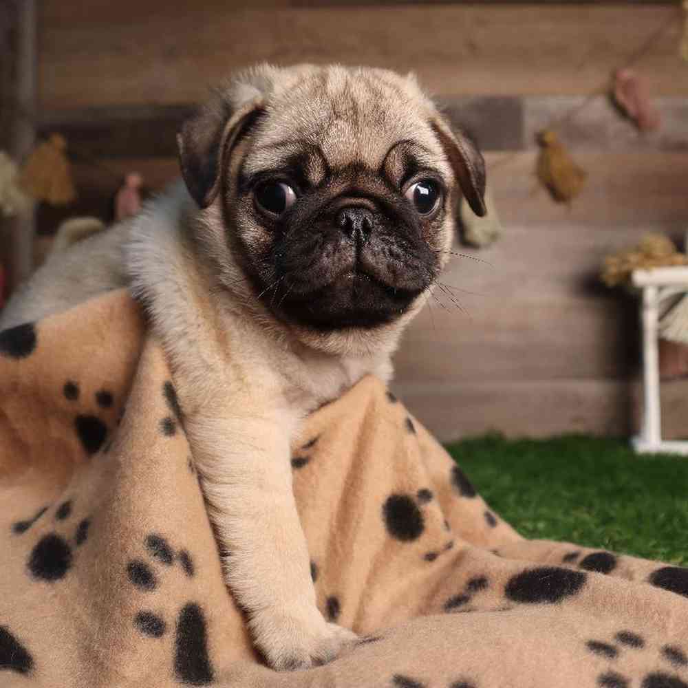 Image of a pet breed in the gallery