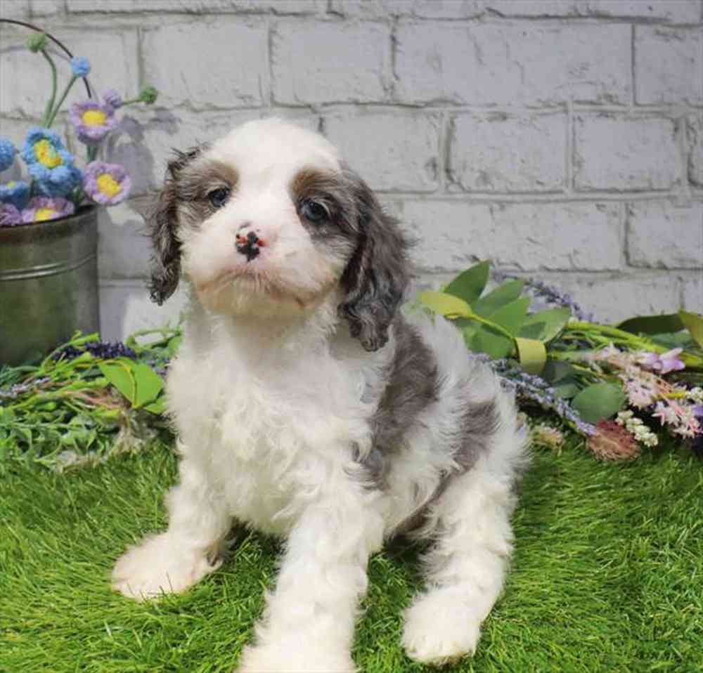 carousel pet images