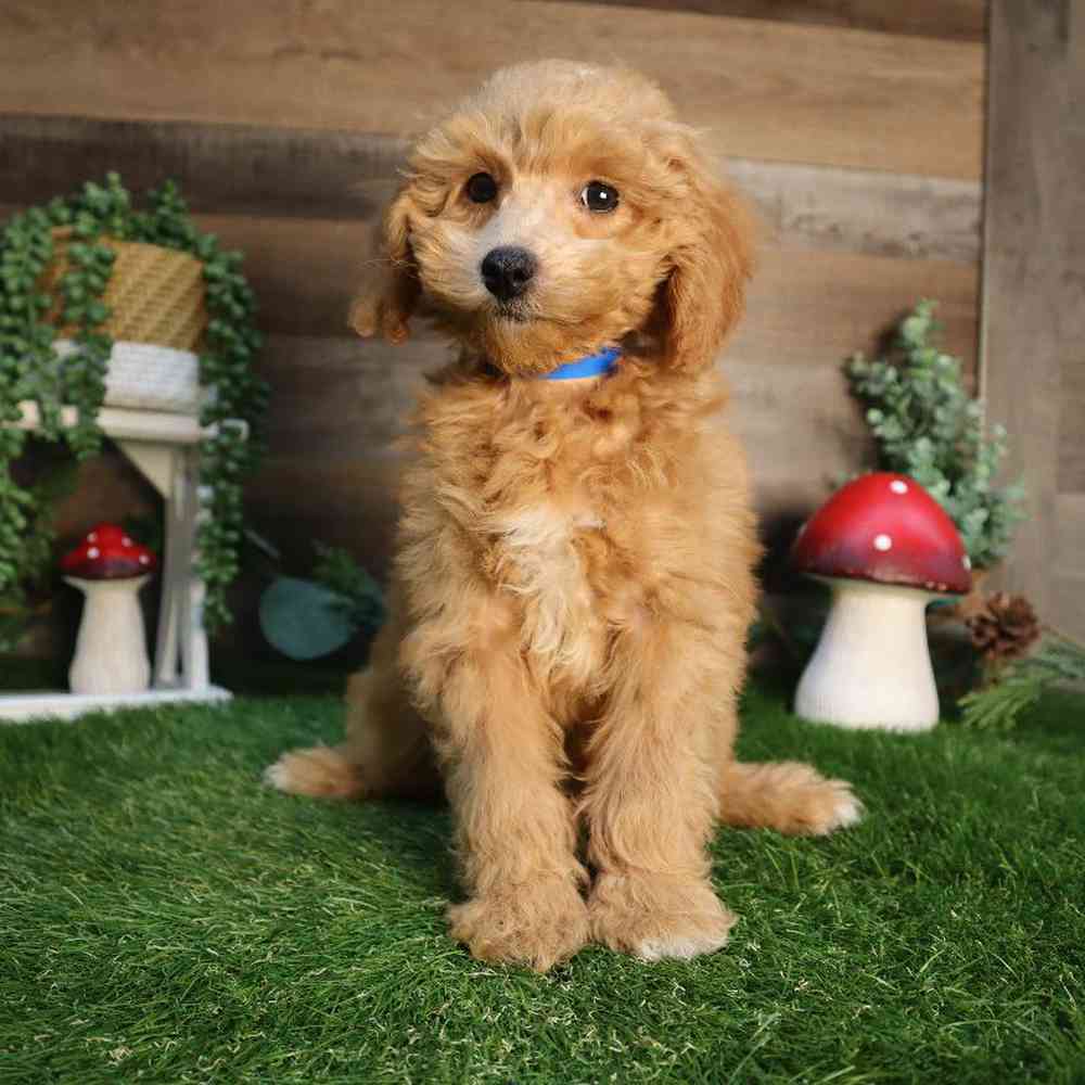 carousel pet images