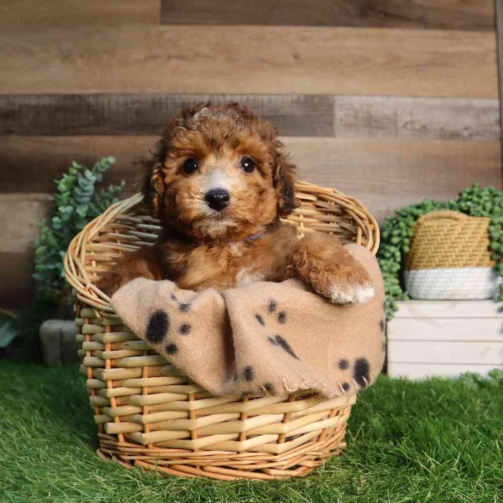 carousel pet images