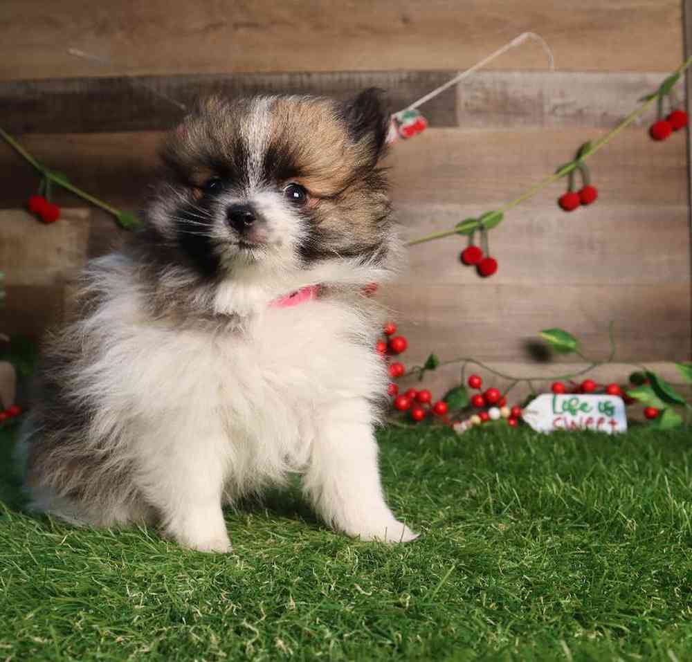 carousel pet images