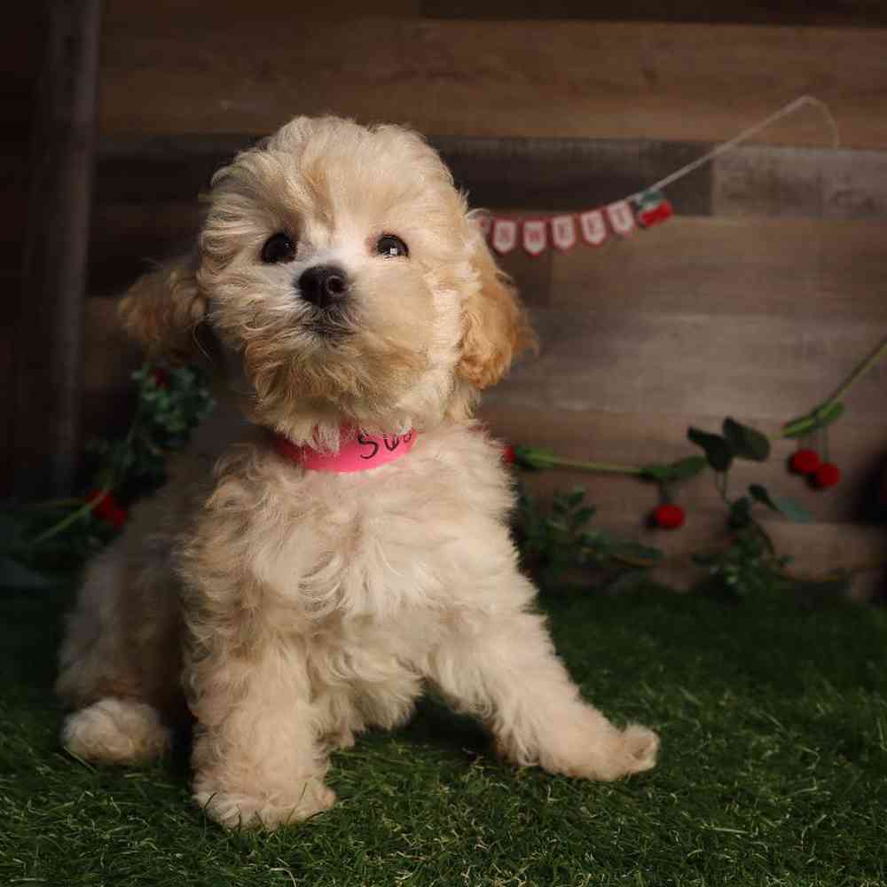 carousel pet images