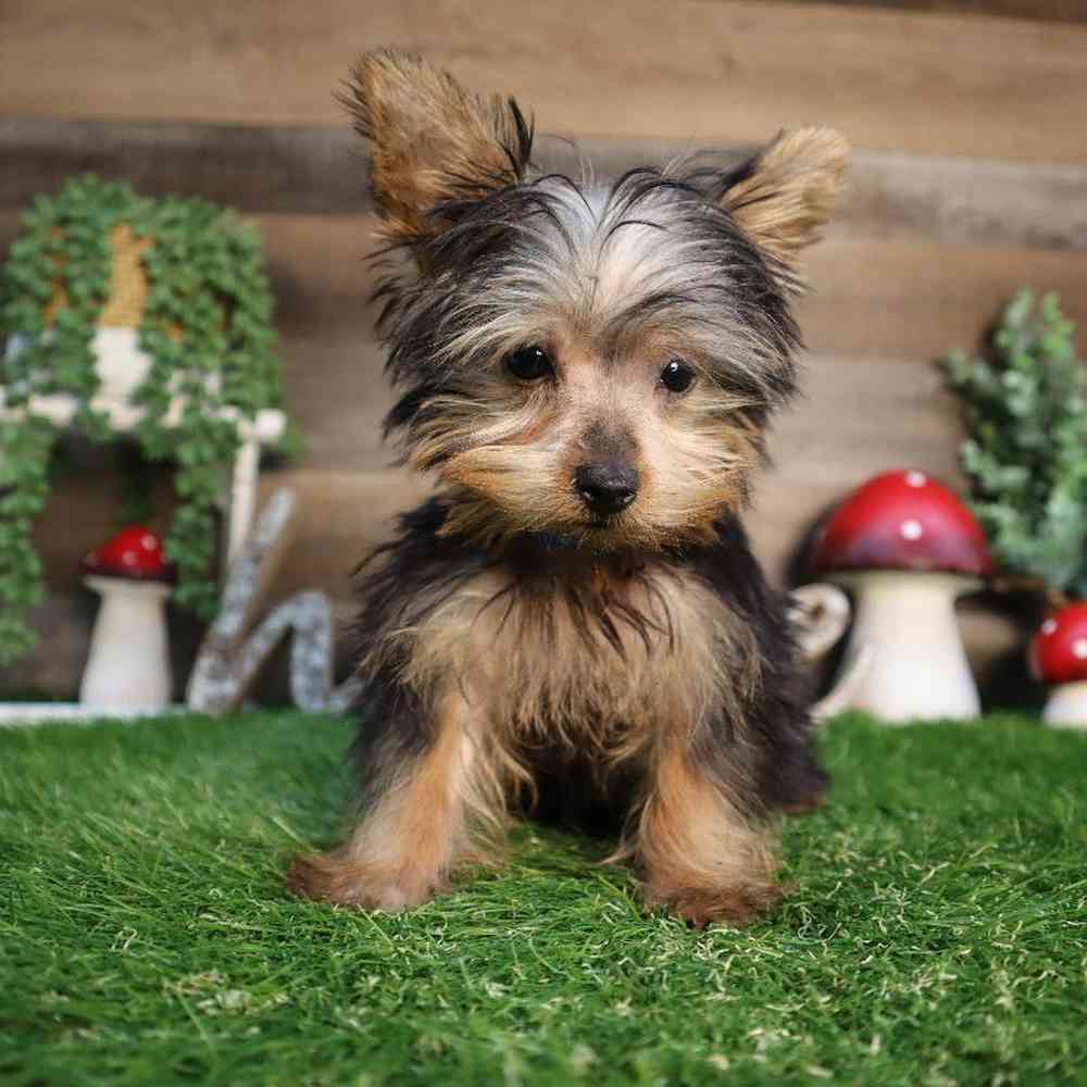 carousel pet images