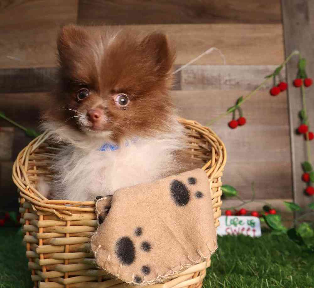 Male Pomeranian Puppy for Sale in Blaine, MN