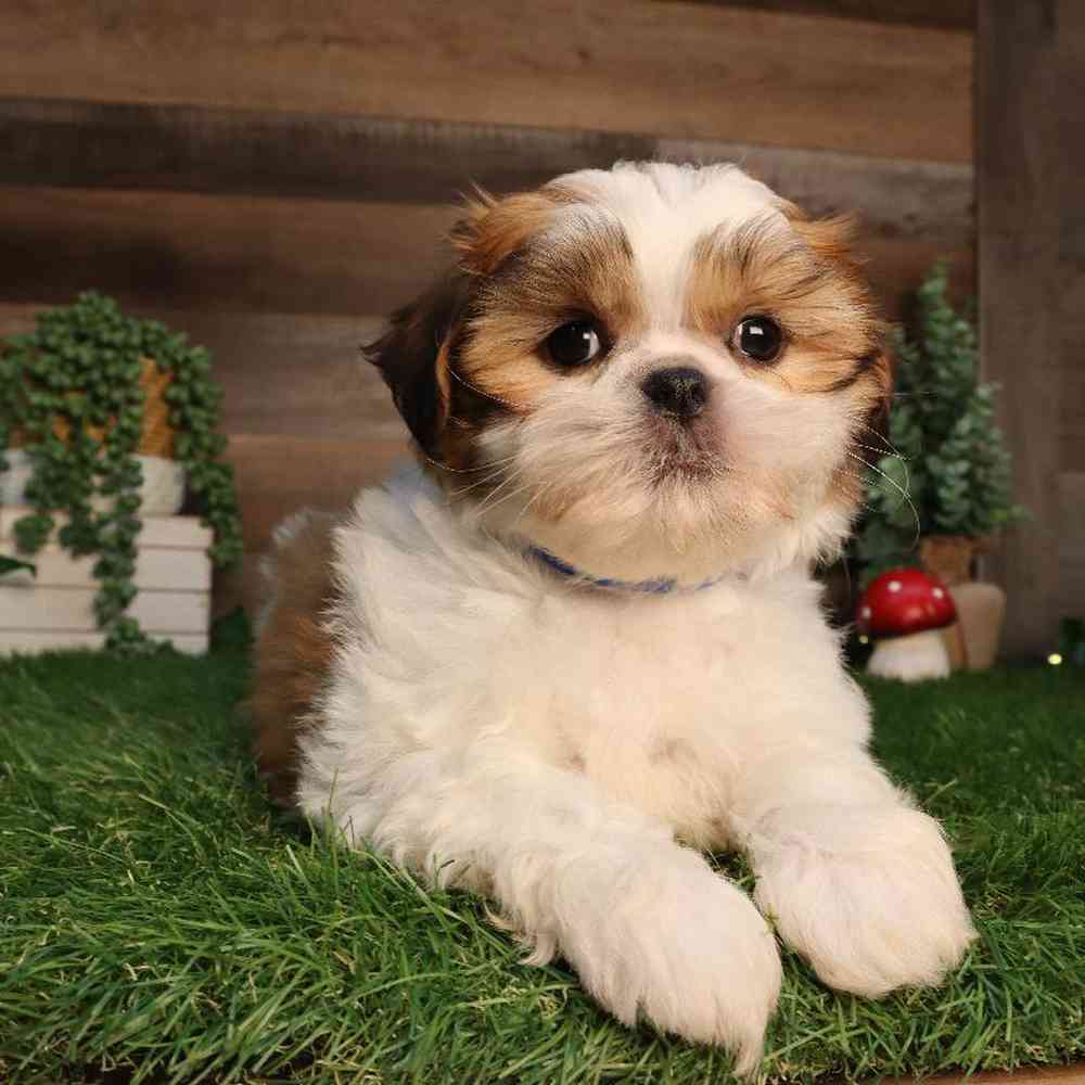 Image of a pet breed in the gallery