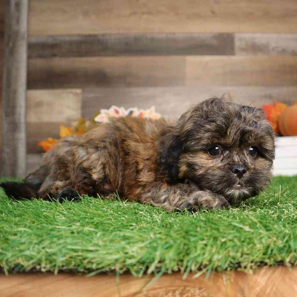 Male ShorkieChon Puppy for Sale in Blaine, MN