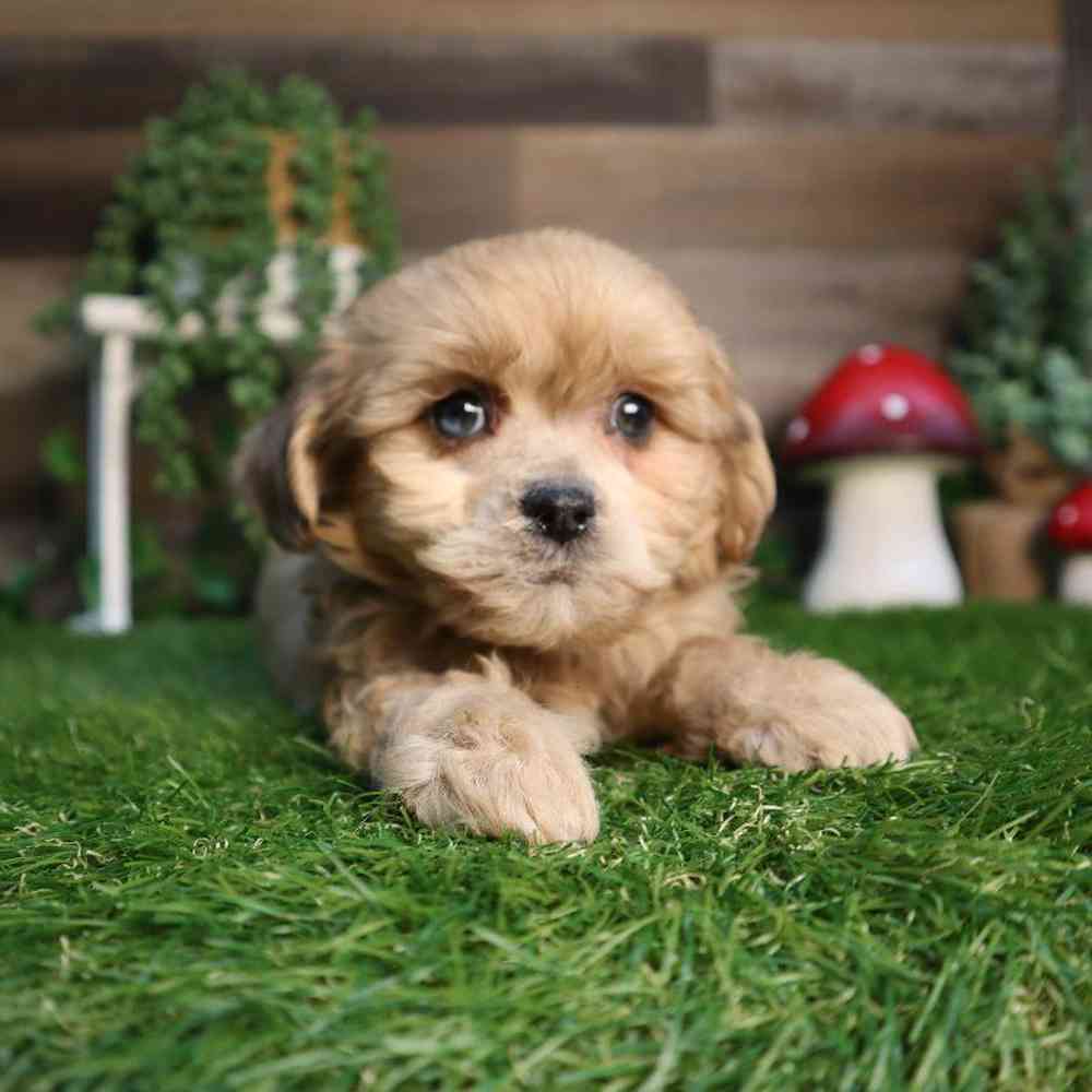 carousel pet images