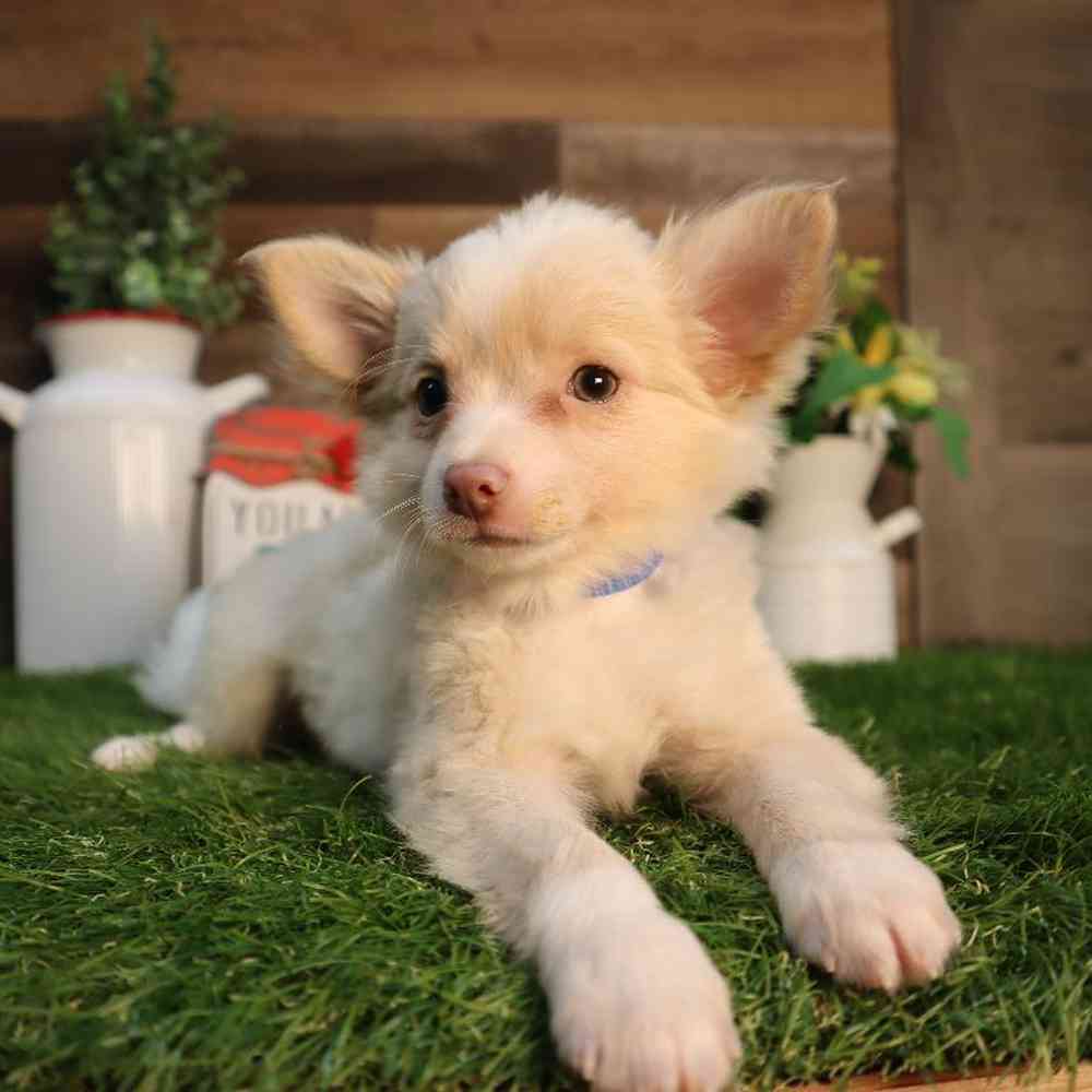 carousel pet images