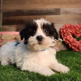 Morkie
