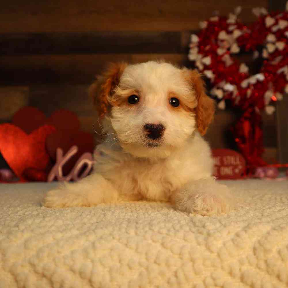 Male Mini Goldendoodle 2nd Gen Puppy for Sale in Blaine, MN