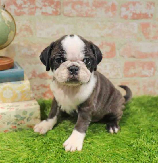 Pugsley