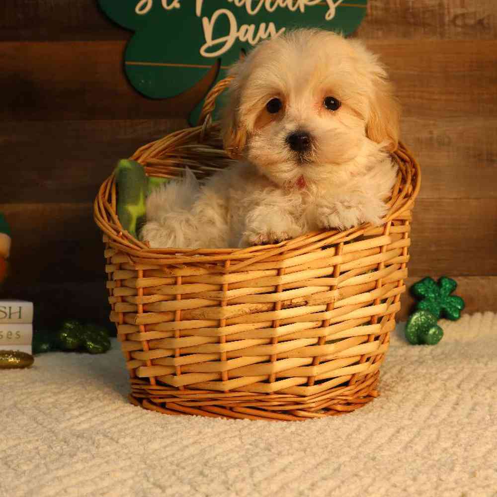 Female Maltipoo Puppy for Sale in Blaine, MN