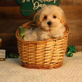 Maltipoo