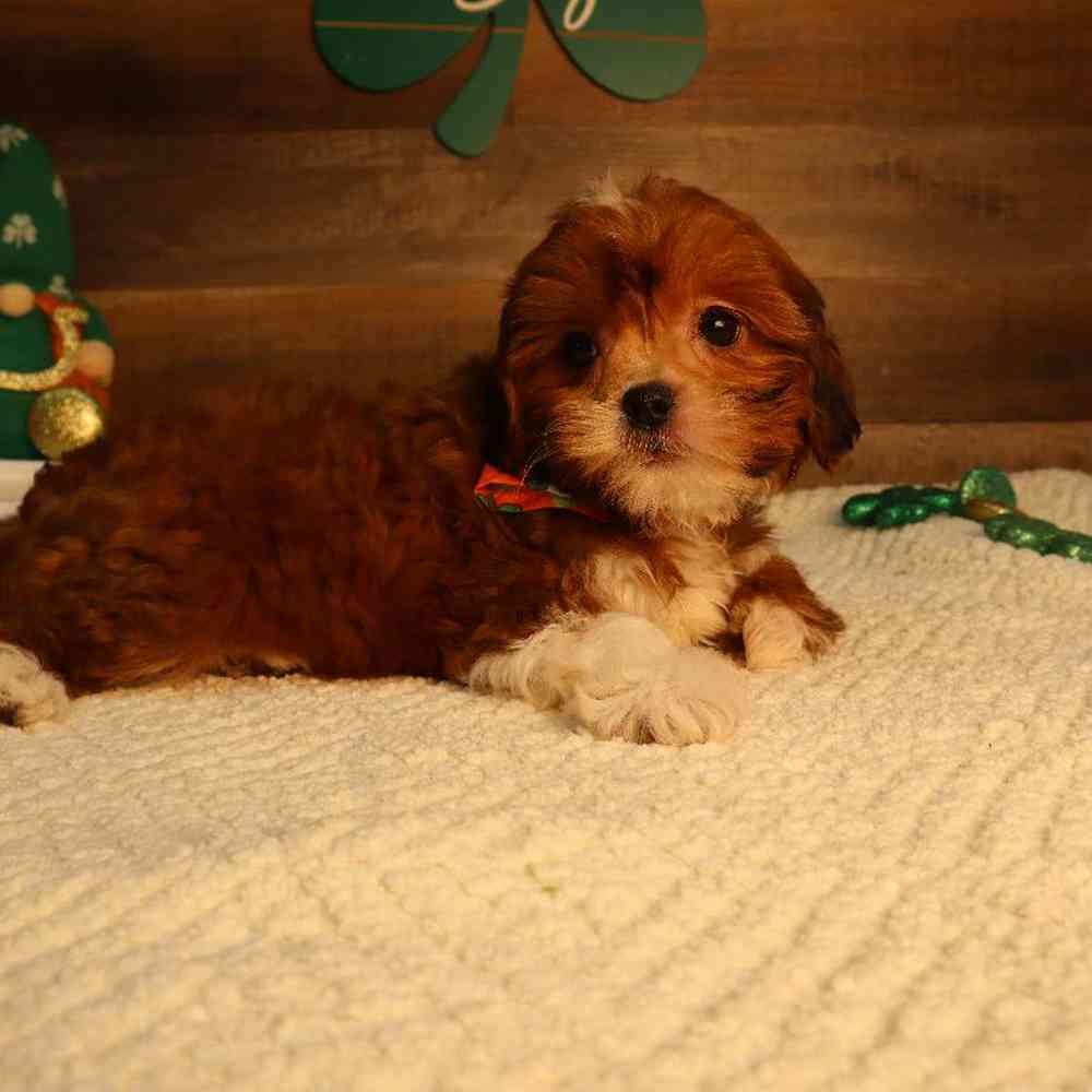 Female Shipoo Puppy for Sale in Blaine, MN