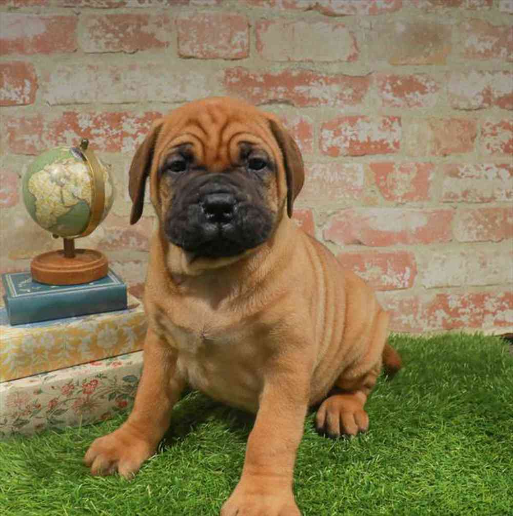 carousel pet images