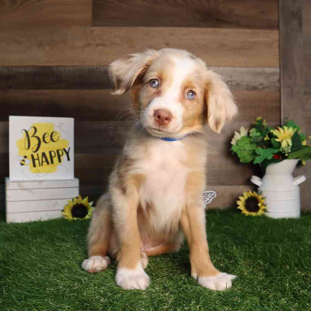 Image of a pet breed in the gallery