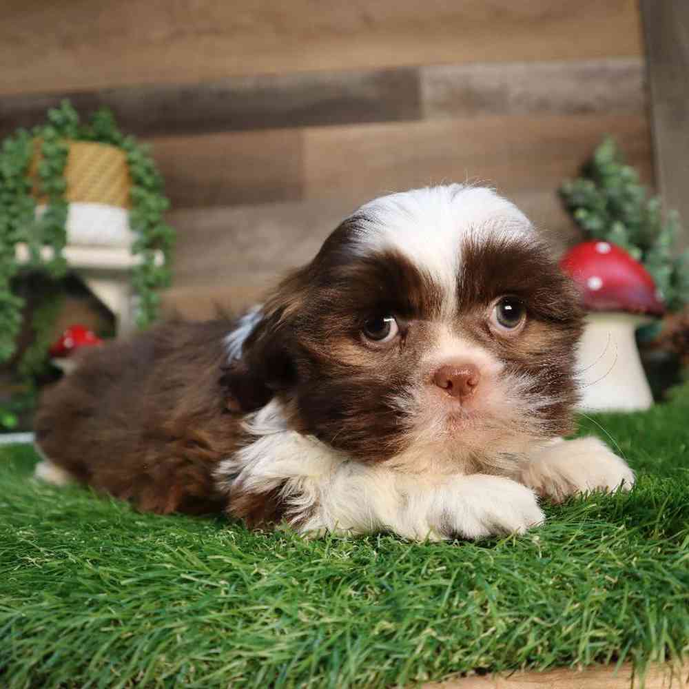 carousel pet images