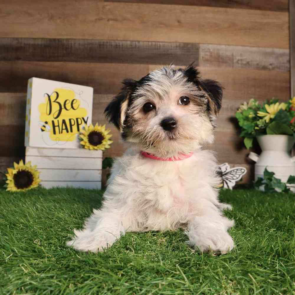 Female Morkie Puppy for Sale in Blaine, MN