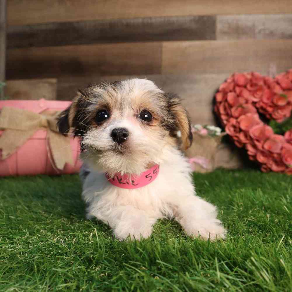 carousel pet images