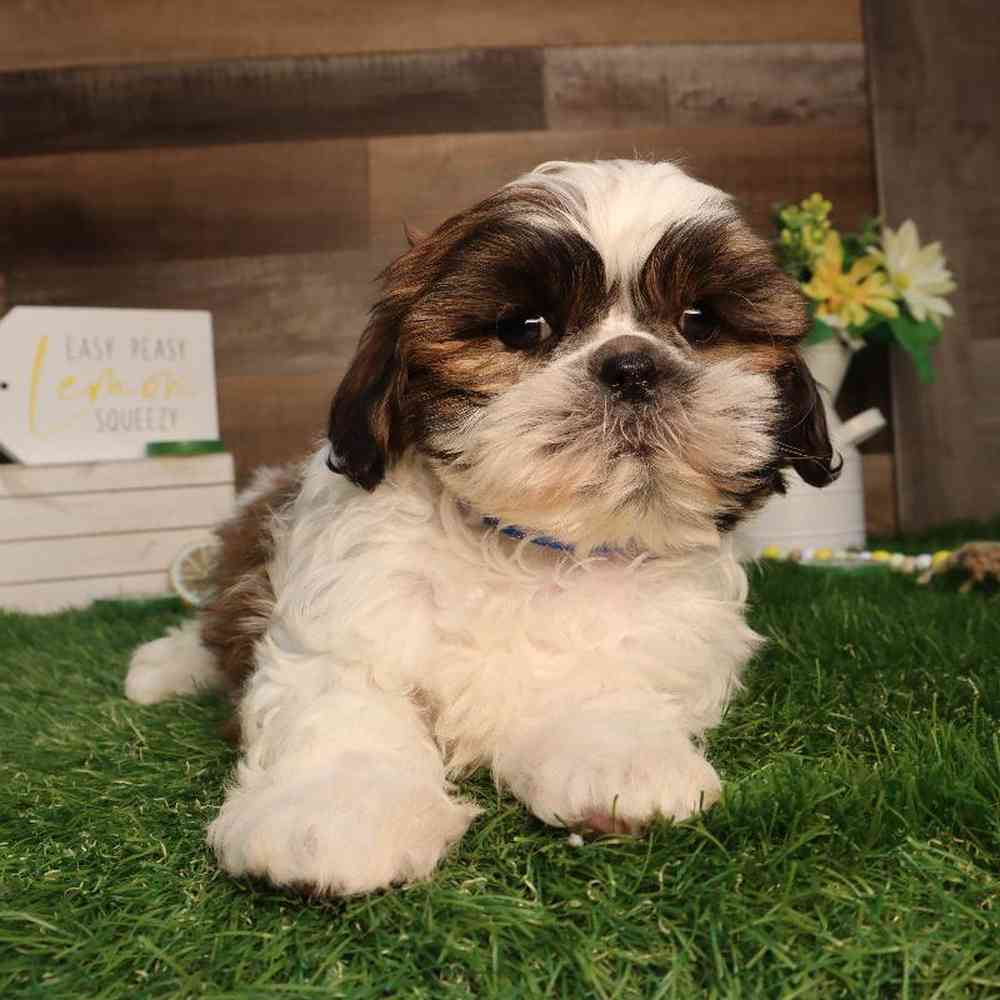 Image of a pet breed in the gallery