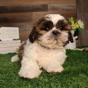 Shih Tzu